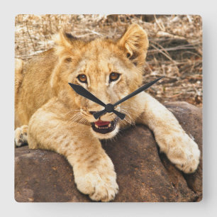 Relógio Quadrado O tigre Cub toma o respiradouro em uma rocha