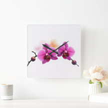 Orquídea Dawn Bloom