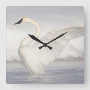 Relógio Quadrado Os EUA, Wyoming, cisne de trompetista esticam as