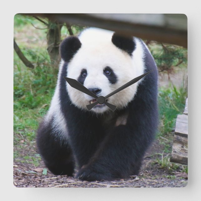Relógio Quadrado Panda_20190301_by_JAMFoto (Frente)