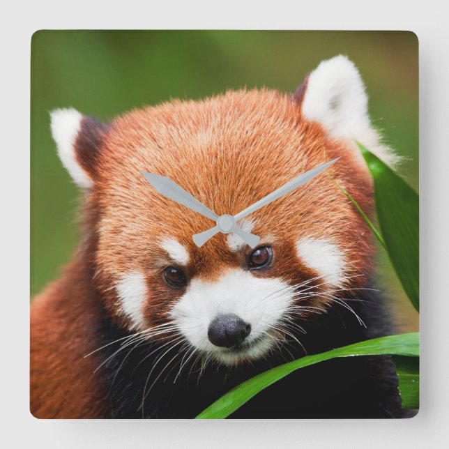 Relógio Quadrado Panda Vermelha (Frente)