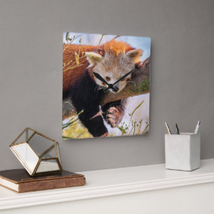 Relógio Quadrado Pantaninha vermelha preguiçosa