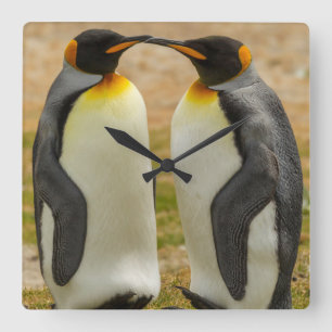 Relógio Quadrado Pares de rei pinguins, Malvinas