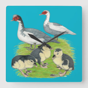 Relógio Quadrado Patos Azul Família Muscovy