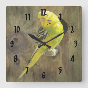Relógio Quadrado Periquito Amarelo bonito