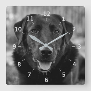 Relógio Quadrado Pet Dog Square Wall Clock, Foto do Labrador Negro