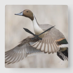 Relógio Quadrado Pintail Drake em Voo
