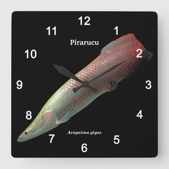 Relógio Quadrado Pirarucu , Arapaima gigas (Frente)