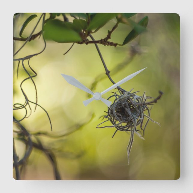 Relógio Quadrado Planta estranha (Frente)