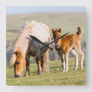 Relógio Quadrado Pônei Shetland no pasto perto de falésias altas, é