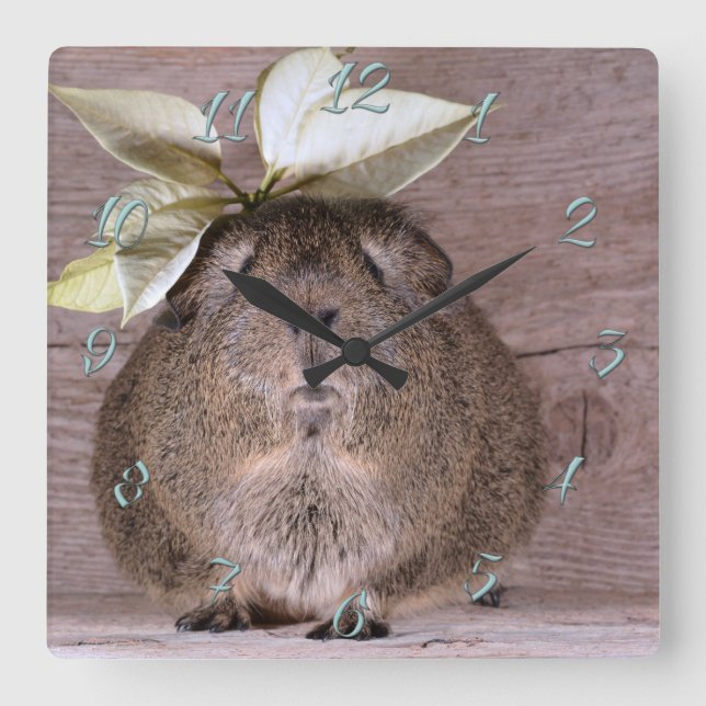 Relógio Quadrado porco (Frente)