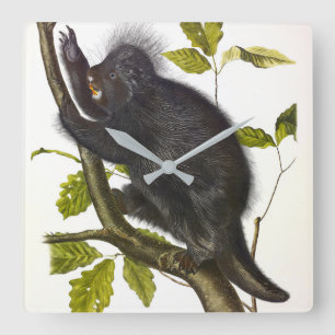 Relógio Quadrado Porcupine norte-americano ou canadense de Audubon
