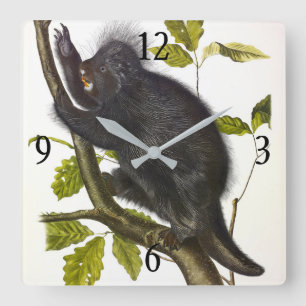 Relógio Quadrado Porcupine norte-americano ou canadense de Audubon