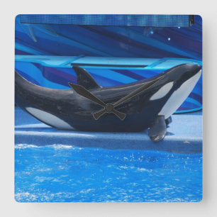 Relógio Quadrado Posing Orca Wall Clock
