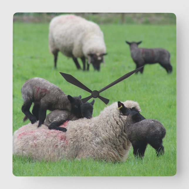 Relógio Quadrado Primavera Lamb e Ovinos (Frente)