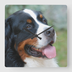 Relógio Quadrado Pulso de disparo de parede bonito de Bernese