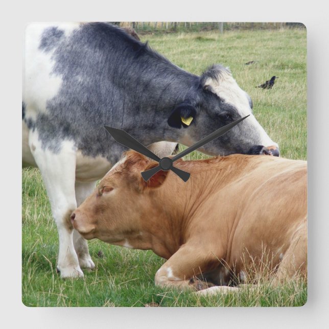 Relógio Quadrado Pulso de disparo de parede das vacas (Frente)