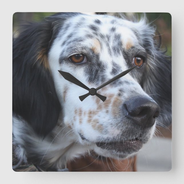 Relógio Quadrado Pulso de disparo de parede do setter de Llewellin (Frente)