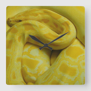 Relógio Quadrado Python Amarelo birmanês