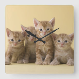 Relógio Quadrado Quatro gatinhos de Shorthair do americano