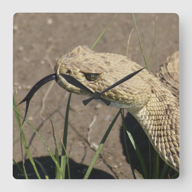 Relógio Quadrado R8 Prairie Rattlesnake Head Shot (Frente)