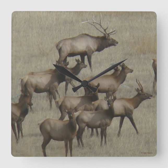 Relógio Quadrado Rebanho de E37 Elk (Frente)