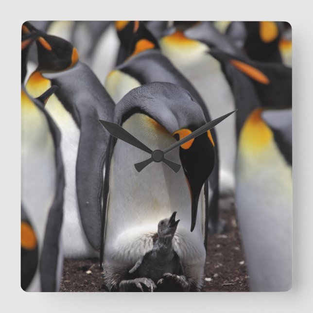 Relógio Quadrado Rei pinguim com pintinho (Frente)