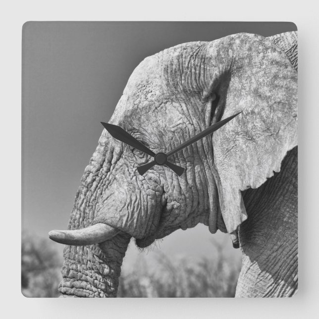 Relógio Quadrado Retrato de elefante (Frente)