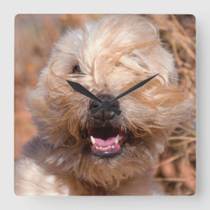 Relógio Quadrado Retrato de Soft Coated Wheaten Terrier