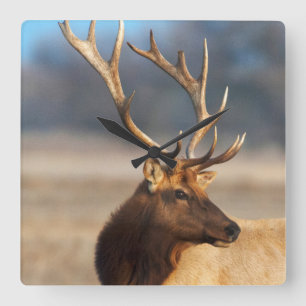 Relógio Quadrado Retrato de um alce impressionante do touro