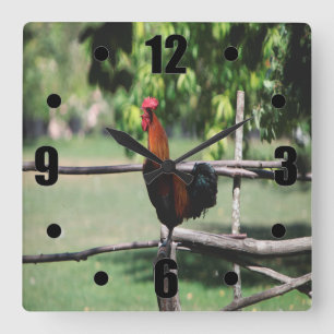 Relógio Quadrado Rooster Morning