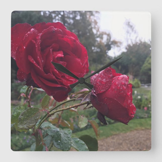 Relógio Quadrado Rosas Gotas de Orvalho (Frente)