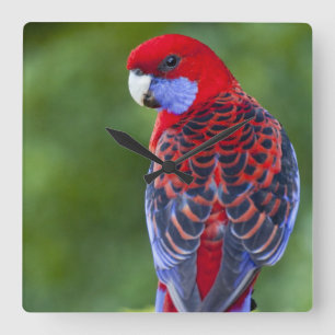 Relógio Quadrado Rosella carmesim & contexto das orquídeas