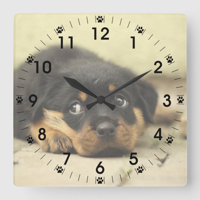 Relógio Quadrado Rottweiler Adorável (Frente)