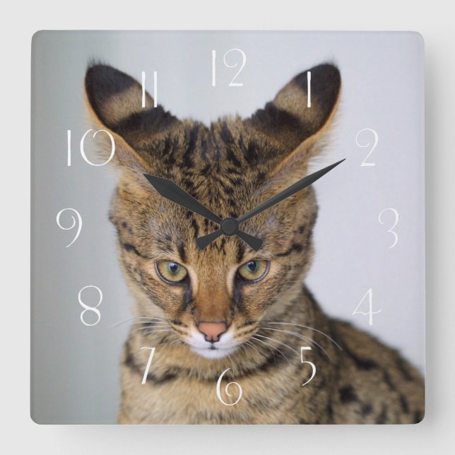 Relógio Quadrado Savannah ‎ Cat (Frente)