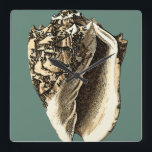 Relógio Quadrado Shell de Conch Teal<br><div class="desc">Nesta linda concha branca e preta,  você pode ver o sombreamento de uma concha natural muito nítida e clara.  Você pode se imaginar na praia caçando conchas ou brincando na areia. Coloque esta arte náutica de concha de chás em seus produtos favoritos hoje!</div>