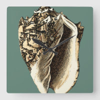 Shell de Conch Teal