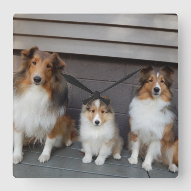 Relógio Quadrado Sheltie Trio Wall Clokd (Frente)