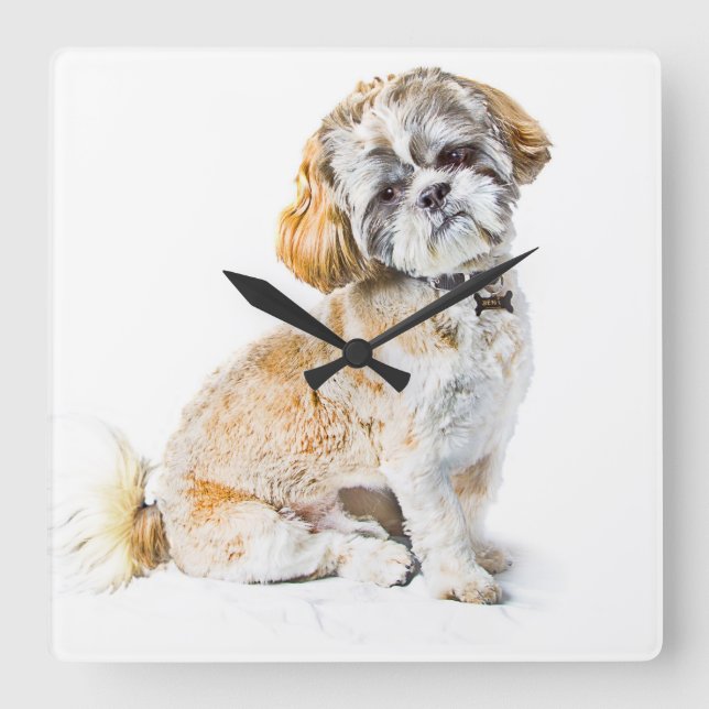 Relógio Quadrado Shih Tzu Dog Wall Clock (Frente)
