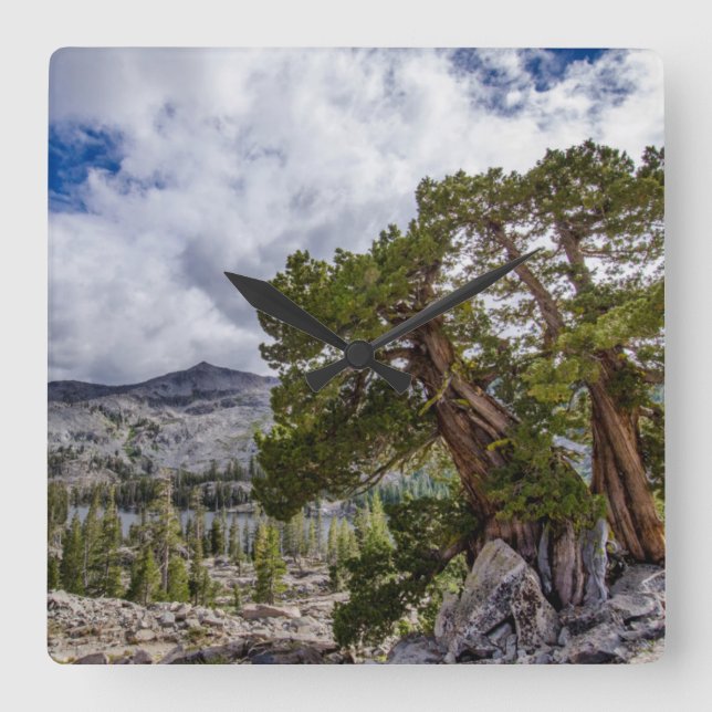 Relógio Quadrado Sierra Juniper e Evergreen Trees (Frente)