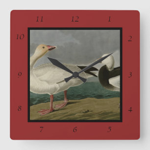 Relógio Quadrado Snow Goose from Audubon's Birds of America
