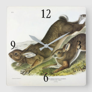 Relógio Quadrado Snowshoe Hare, verão (Norte Hare) de Audubon
