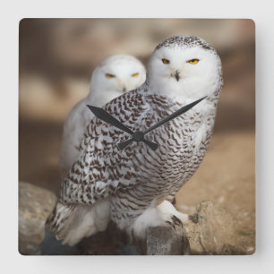 Relógio Quadrado Snowy Owls