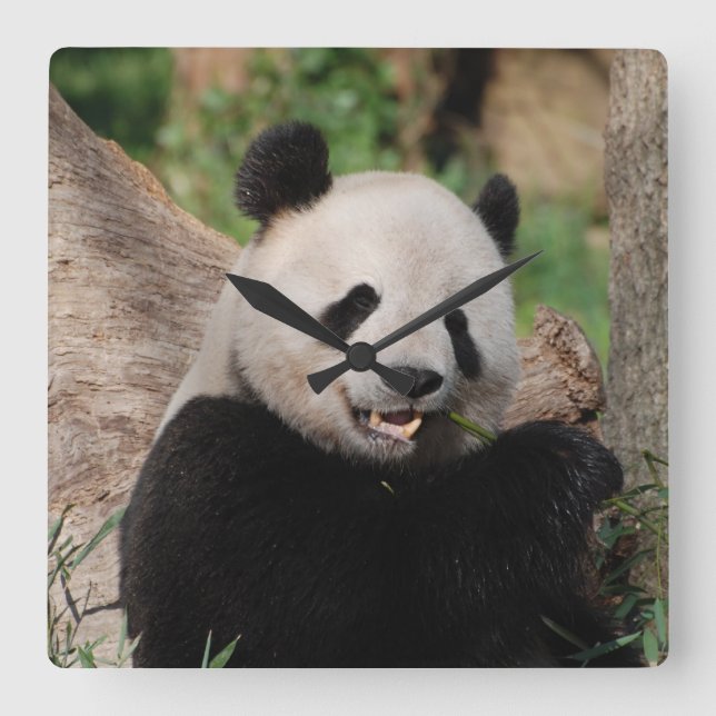 Relógio Quadrado Sorrindo Urso de Panda (Frente)