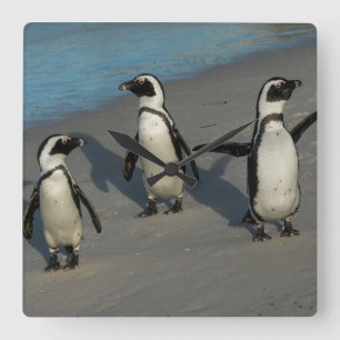 Relógio Quadrado Spheniscus africano Demersus dos pinguins