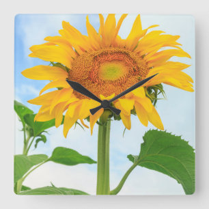 Relógio Quadrado Sunflower, jardim comunitário, Moses Lake, WA, EU