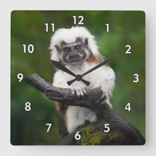 Relógio Quadrado Super Cut Cotton Top Tamarin Primate