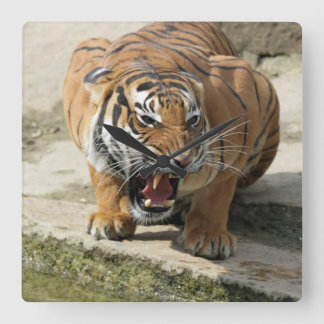 Relógio Quadrado Tiger_2015_0156