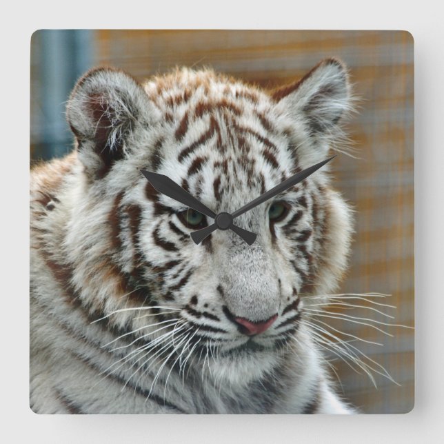 Relógio Quadrado Tigre20151001 (Frente)