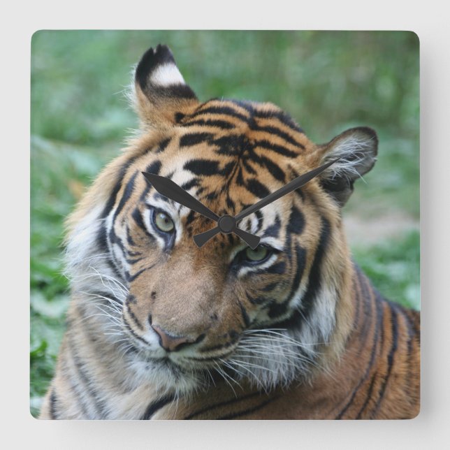 Relógio Quadrado Tigre 013 (Frente)